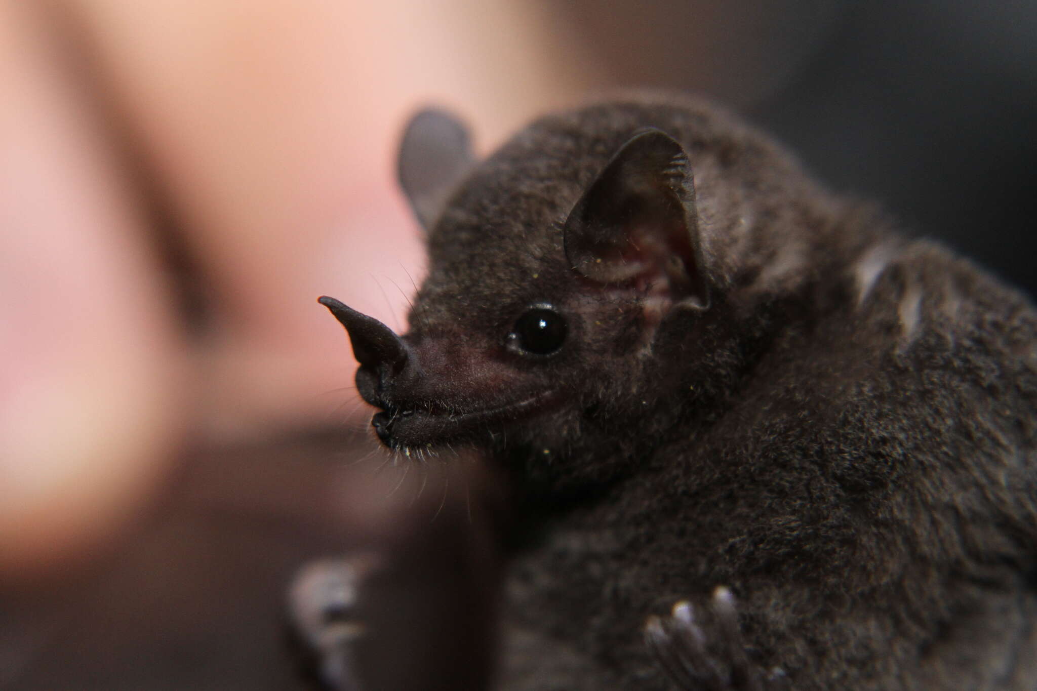 Image of Commissaris's Long-tongued Bat