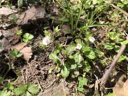 Image of Mazus goodeniifolius (Hornem.) Pennell