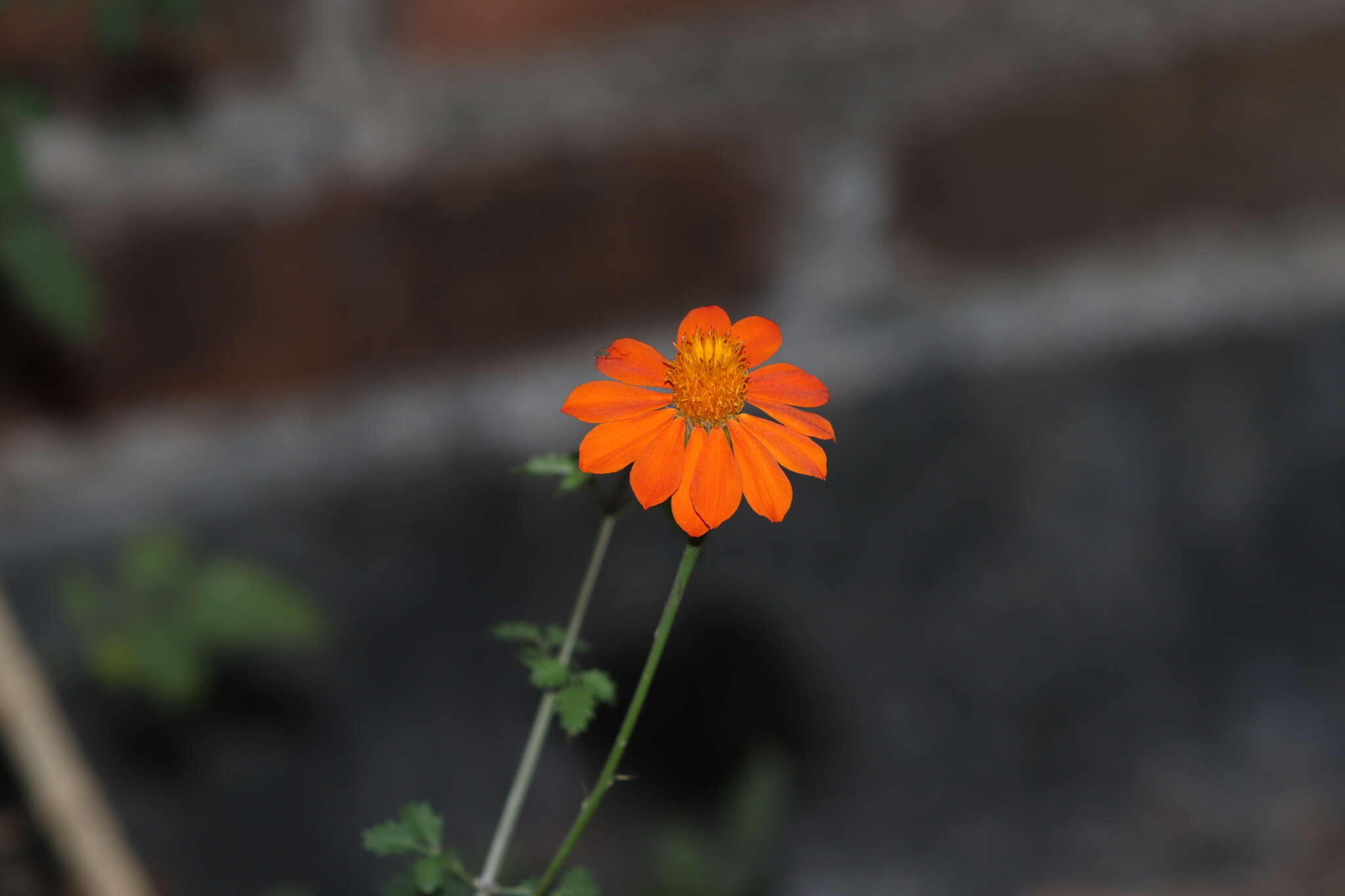 Image of Adenophyllum aurantium (L.) J. L. Strother