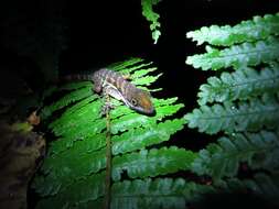 Image of Water  Anole