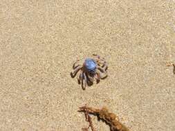 Image of dark blue soldier crab