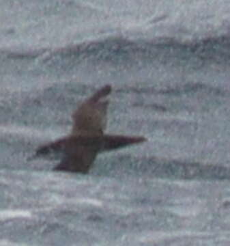 Image of Boyd's Shearwater