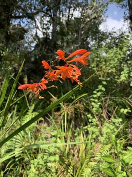 Image of Crocosmia mathewsiana (L. Bolus) Goldblatt ex M. P. de Vos