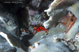 Image of red reef hermit crab