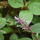 Image of Plectranthus inflatus (Benth.) R. H. Willemse
