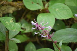 Слика од Plectranthus inflatus (Benth.) R. H. Willemse