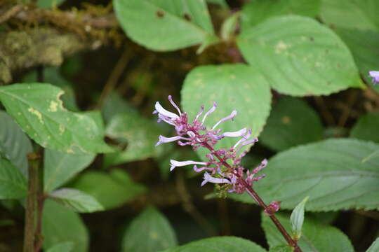 Image of Plectranthus inflatus (Benth.) R. H. Willemse