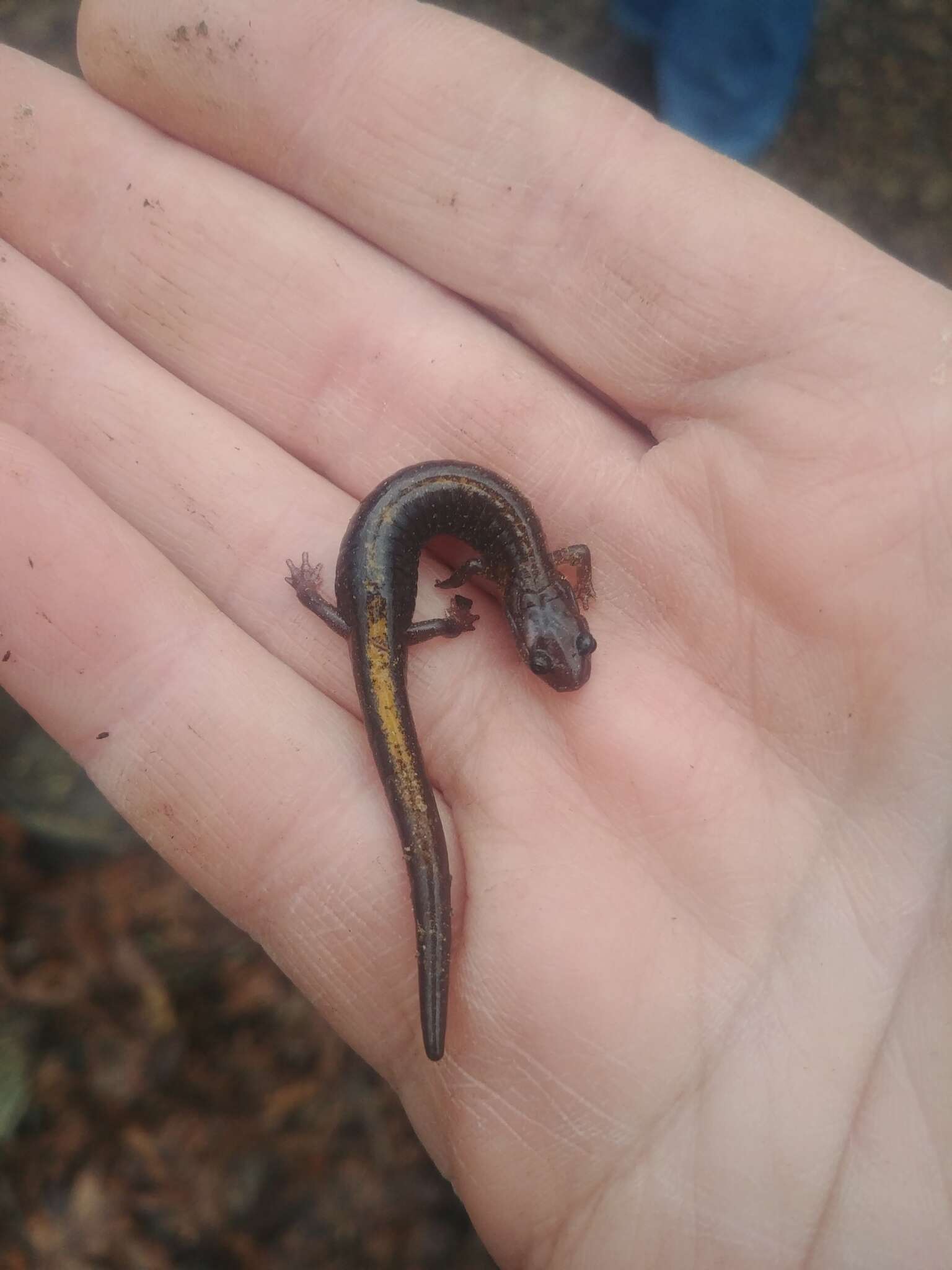 Image of Ozark Zigzag Salamander