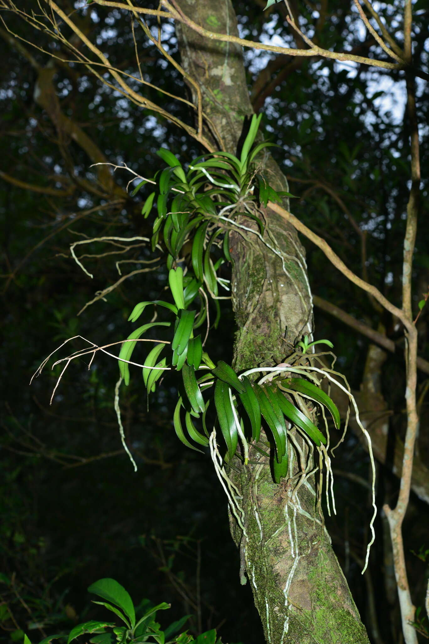 Imagem de Cleisostoma paniculatum (Ker Gawl.) Garay