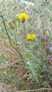 Image of hairy false goldenaster