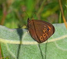 Image of woodland ringlet