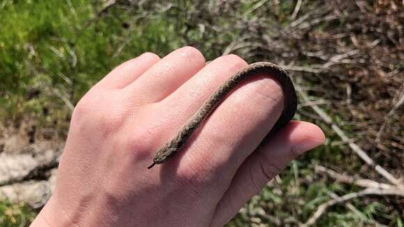 Plancia ëd Dasypeltis scabra scabra (Linnaeus 1758)