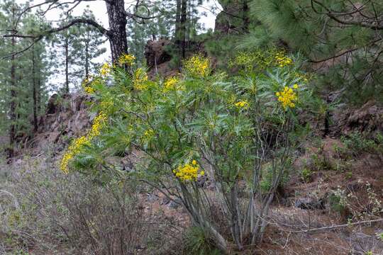 Image of Sonchus canariensis (Sch. Bip.) Boulos