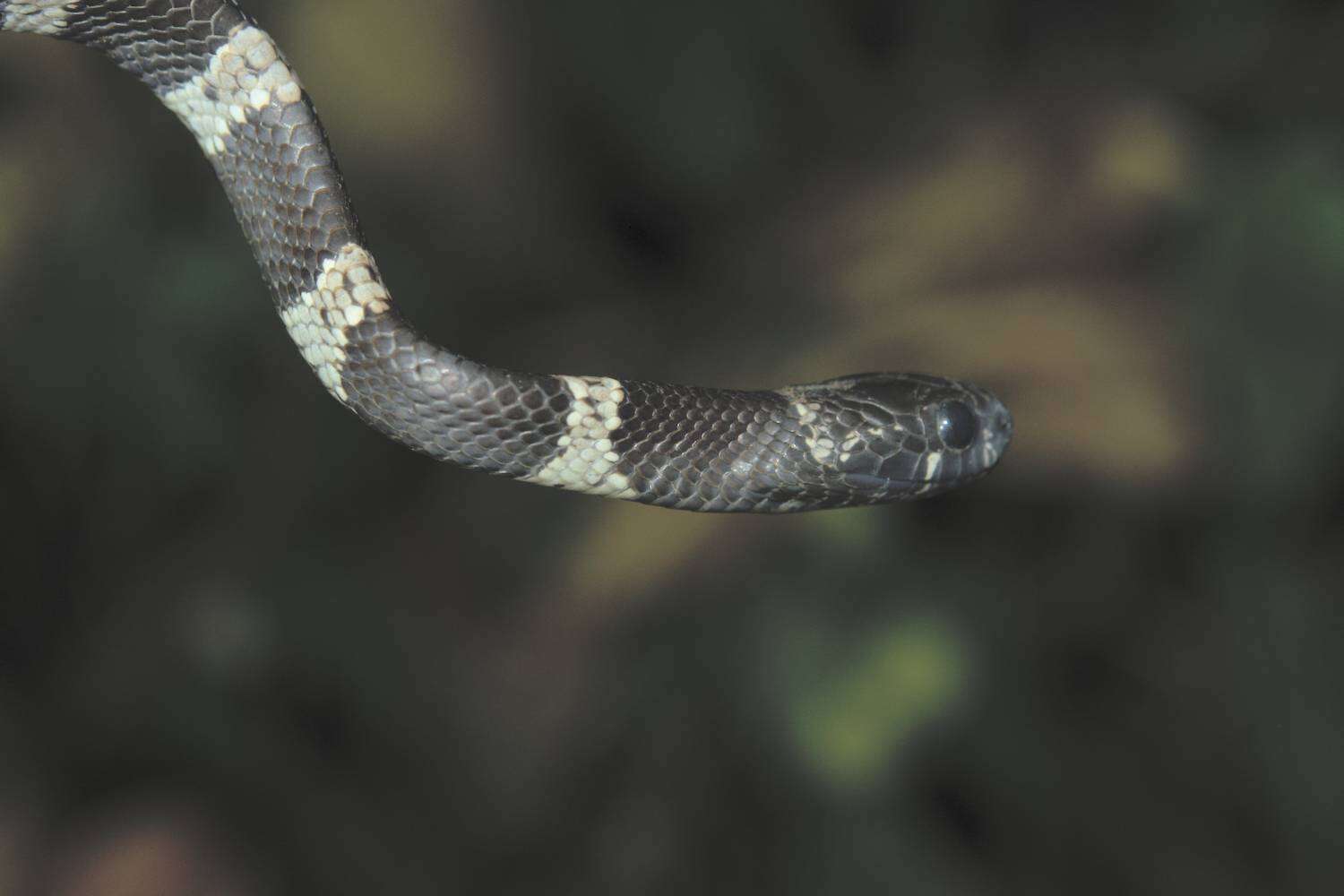 Image of Pratt's Snail-eater