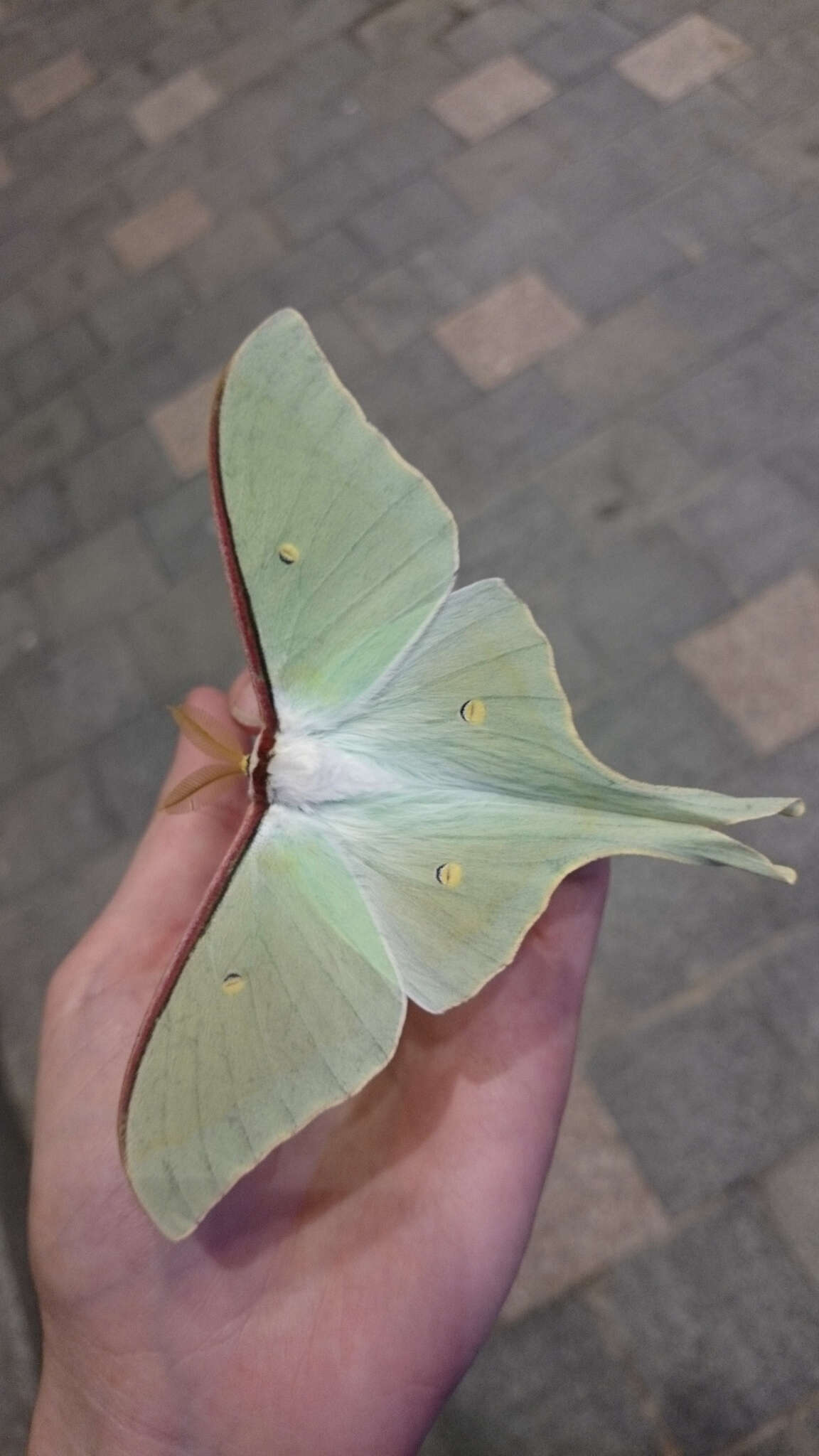 Image of Actias artemis (Bremer & Grey 1853)