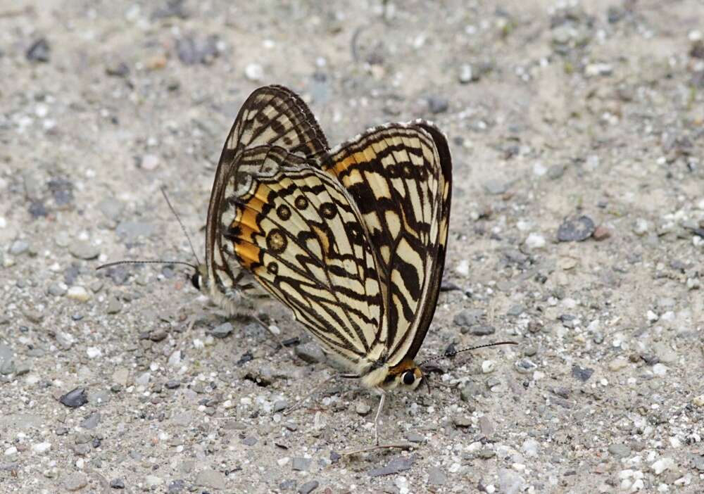 Rhaphicera dumicola Oberthür 1876 resmi