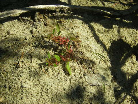 Image of Rumex ucranicus Fisch.