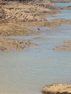 Image of Variable Oystercatcher