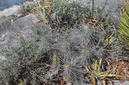 Image of Echinocereus parkeri subsp. gonzalezii (N. P. Taylor) N. P. Taylor