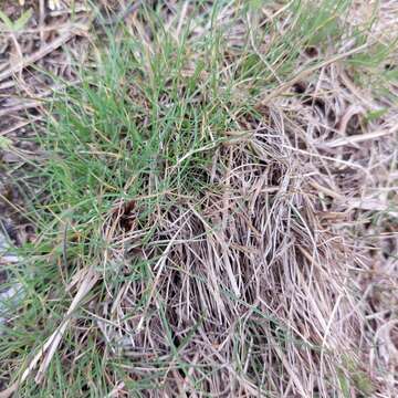 Слика од Festuca glauca Vill.