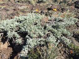 Image of low sagebrush