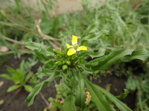 Plancia ëd Erysimum repandum L.