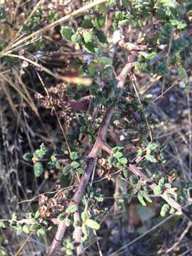 Image of Santa Barbara ceanothus