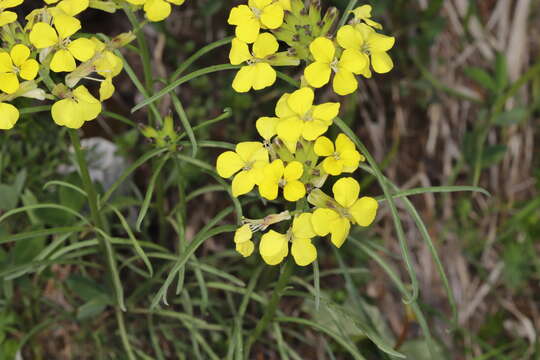 Image de Erysimum sylvestre (Crantz) Scop.