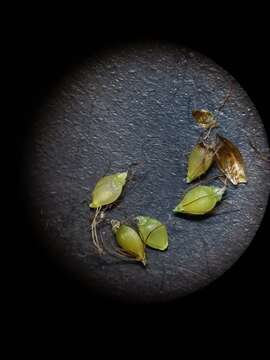 Image of Mingled Beak Sedge