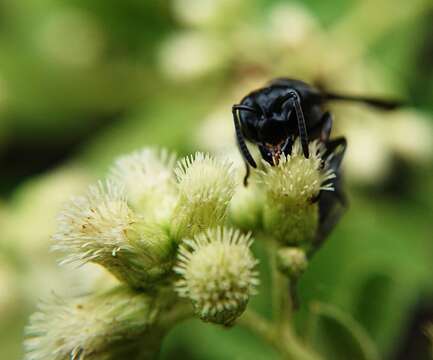 Слика од Polybia simillima Smith 1862