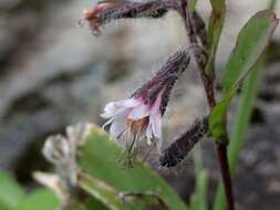 Image of Purple Rattlesnake-Root