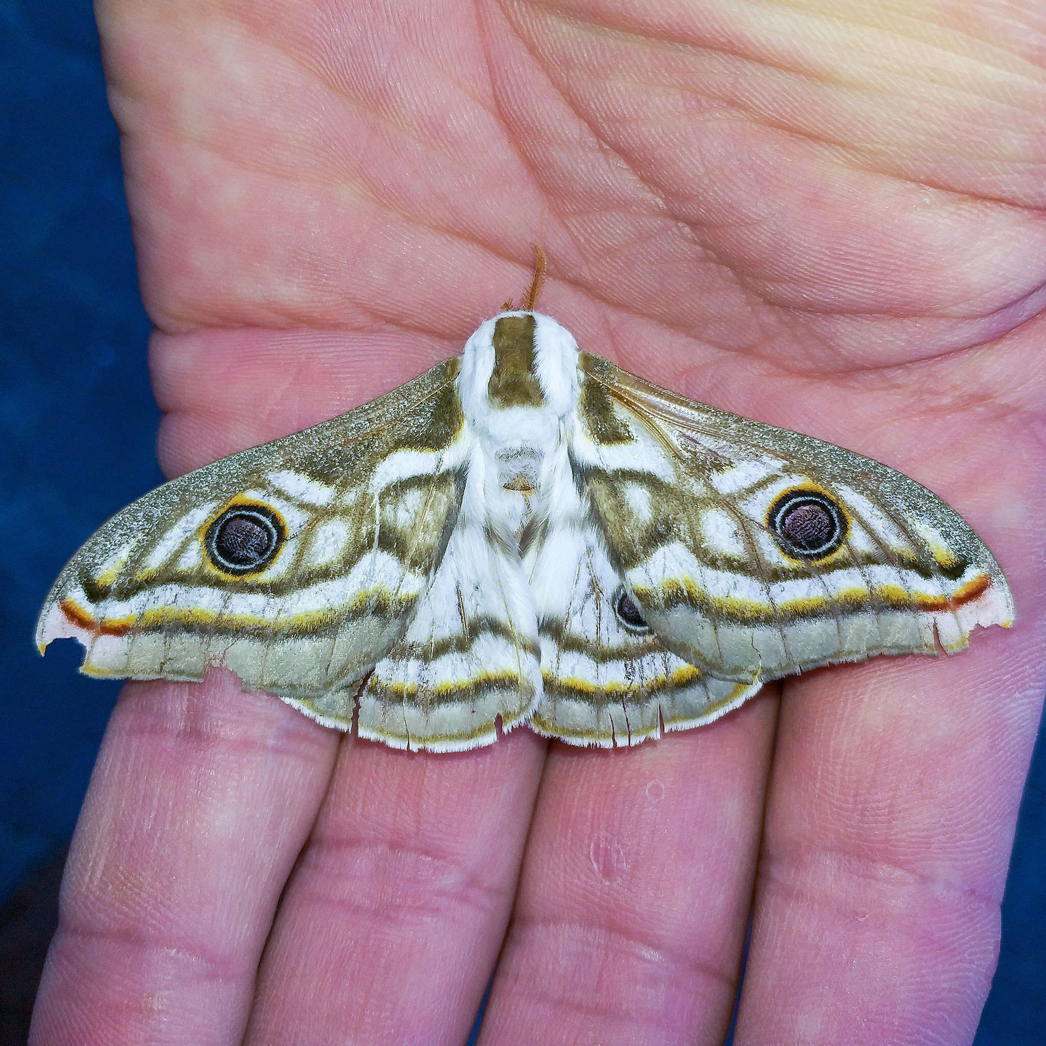 Image of Southern Marbled Emperor