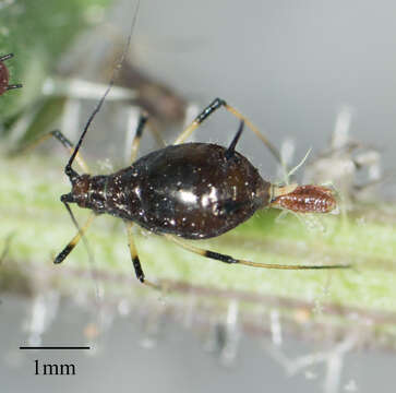 Image of Aphid