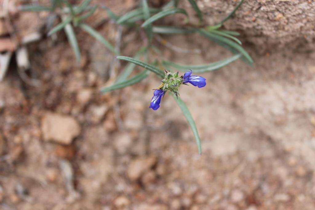 Imagem de Salvia unicostata Fernald