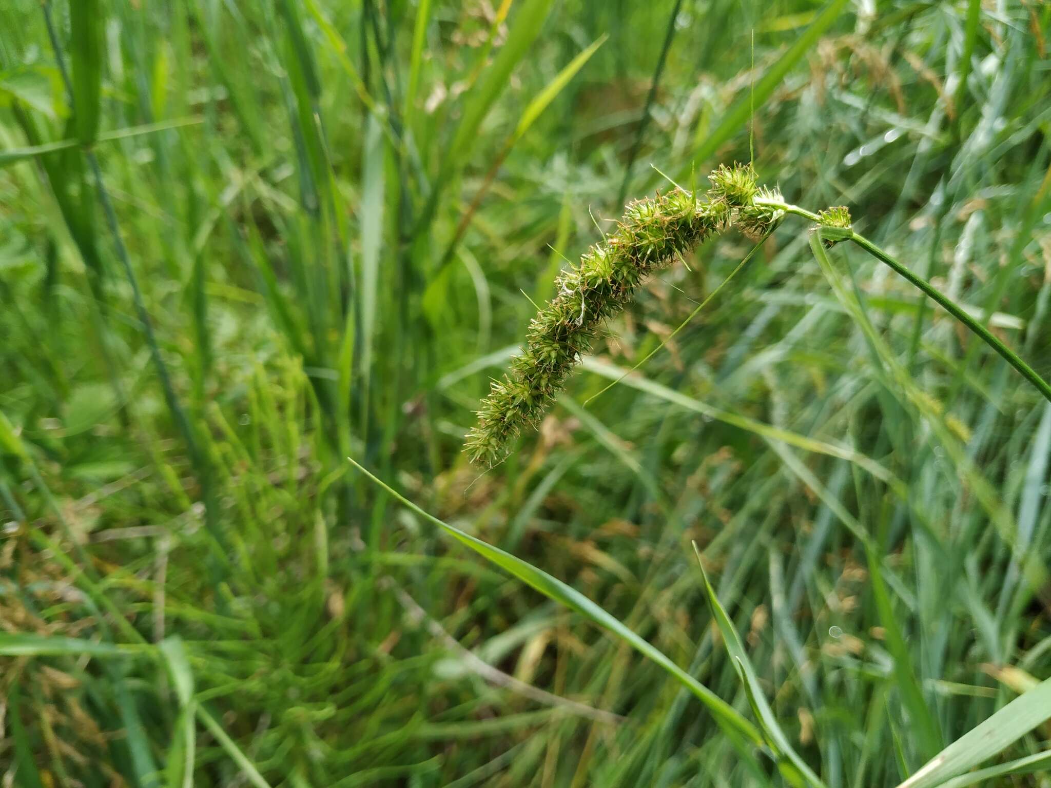 Image of Carex laevissima Nakai