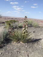 Image of narrowleaf yucca