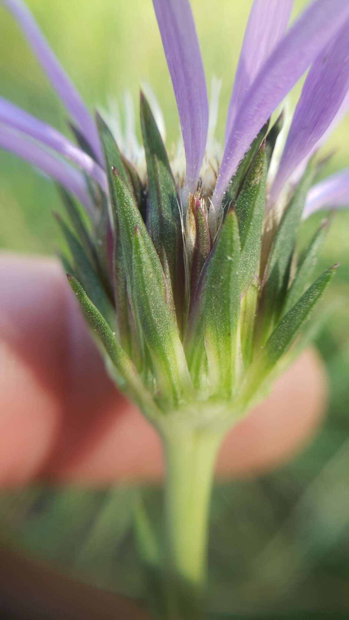 Imagem de Oreostemma elatum (Greene) Greene