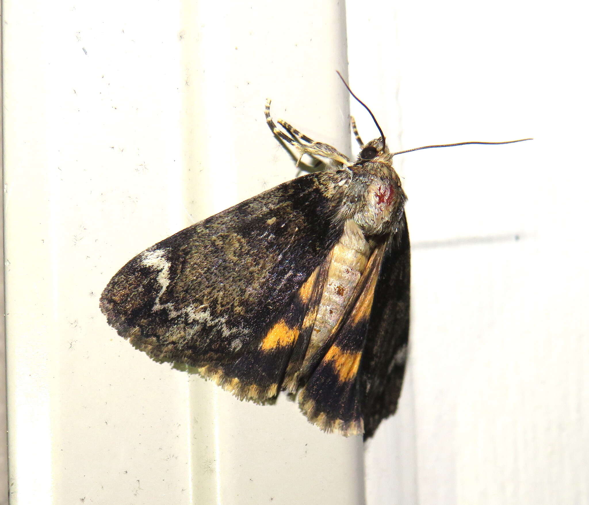 Image of Little Underwing