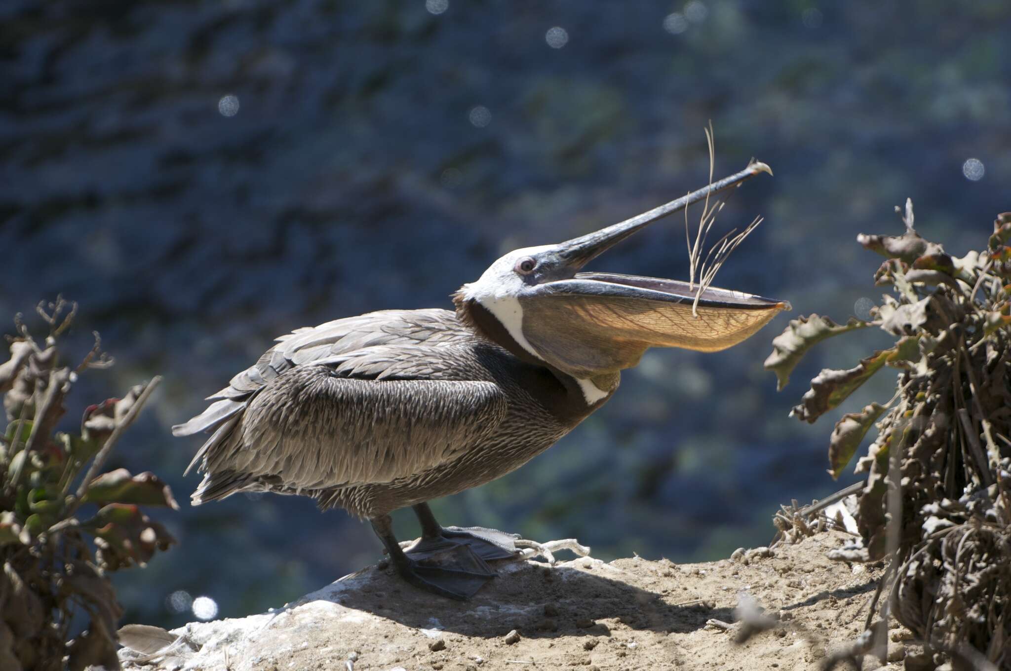 Image of California brown pelican