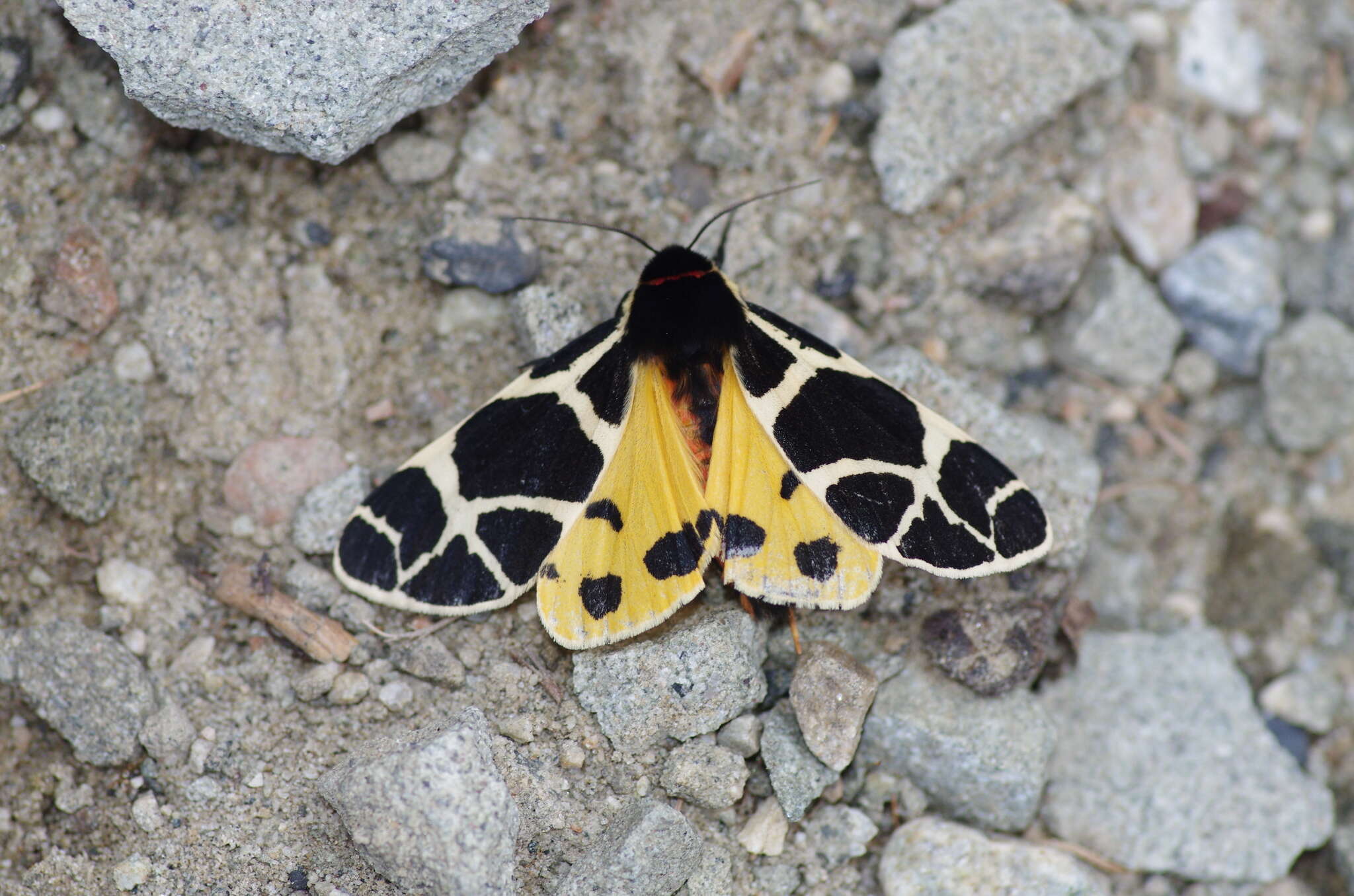 Image of Yellow Tiger Moth