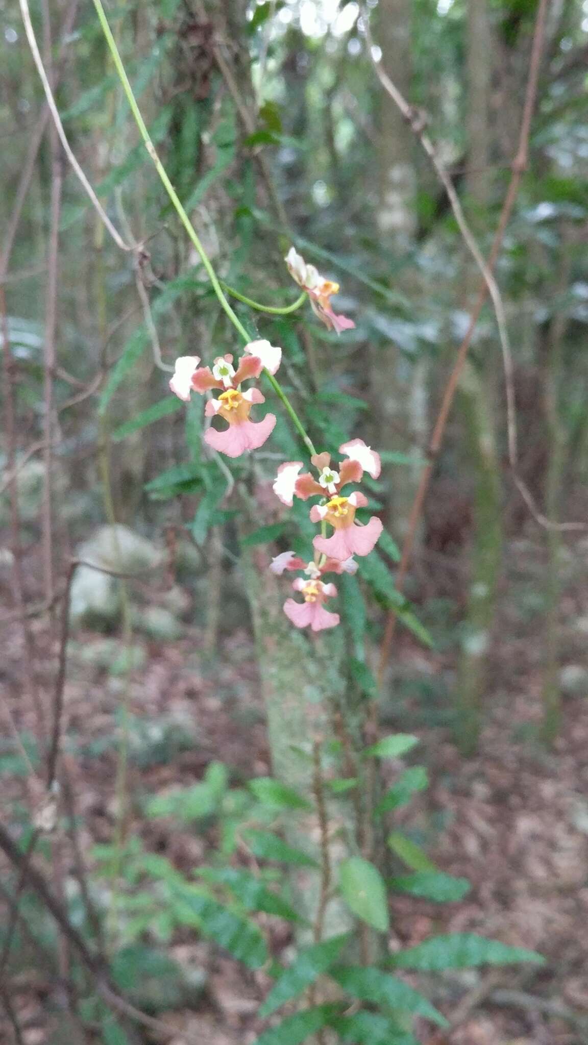 Image of Tolumnia guianensis (Aubl.) Braem