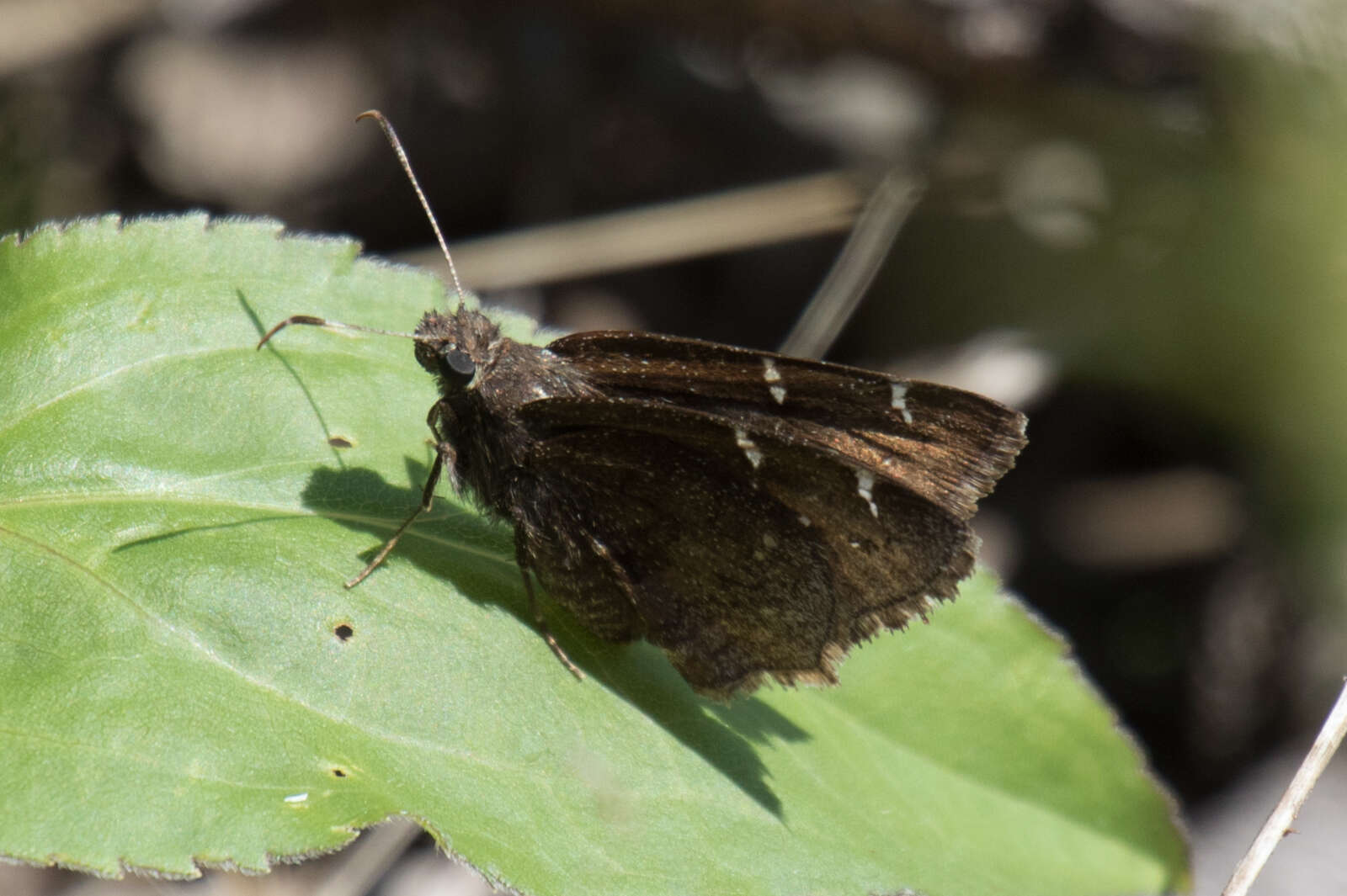 Image of Northern Cloudywing