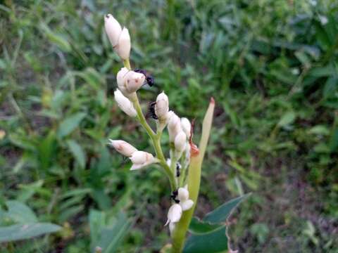 Image of Alpinia nigra (Gaertn.) Burtt