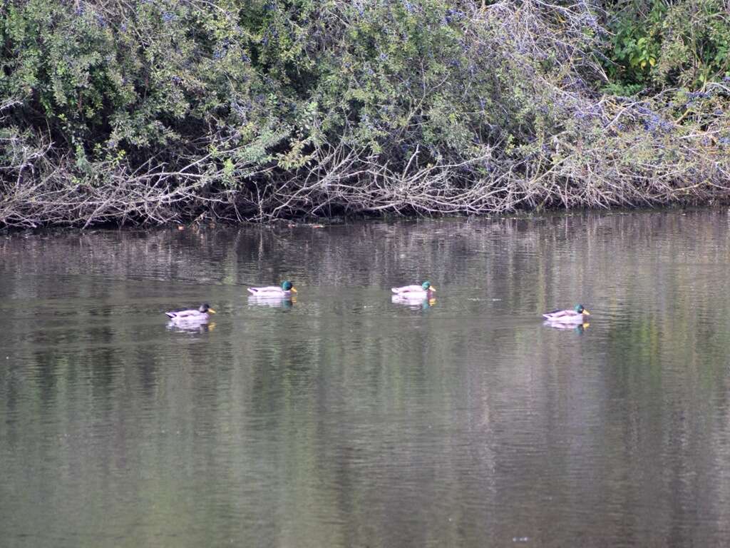 Image of Common Mallard