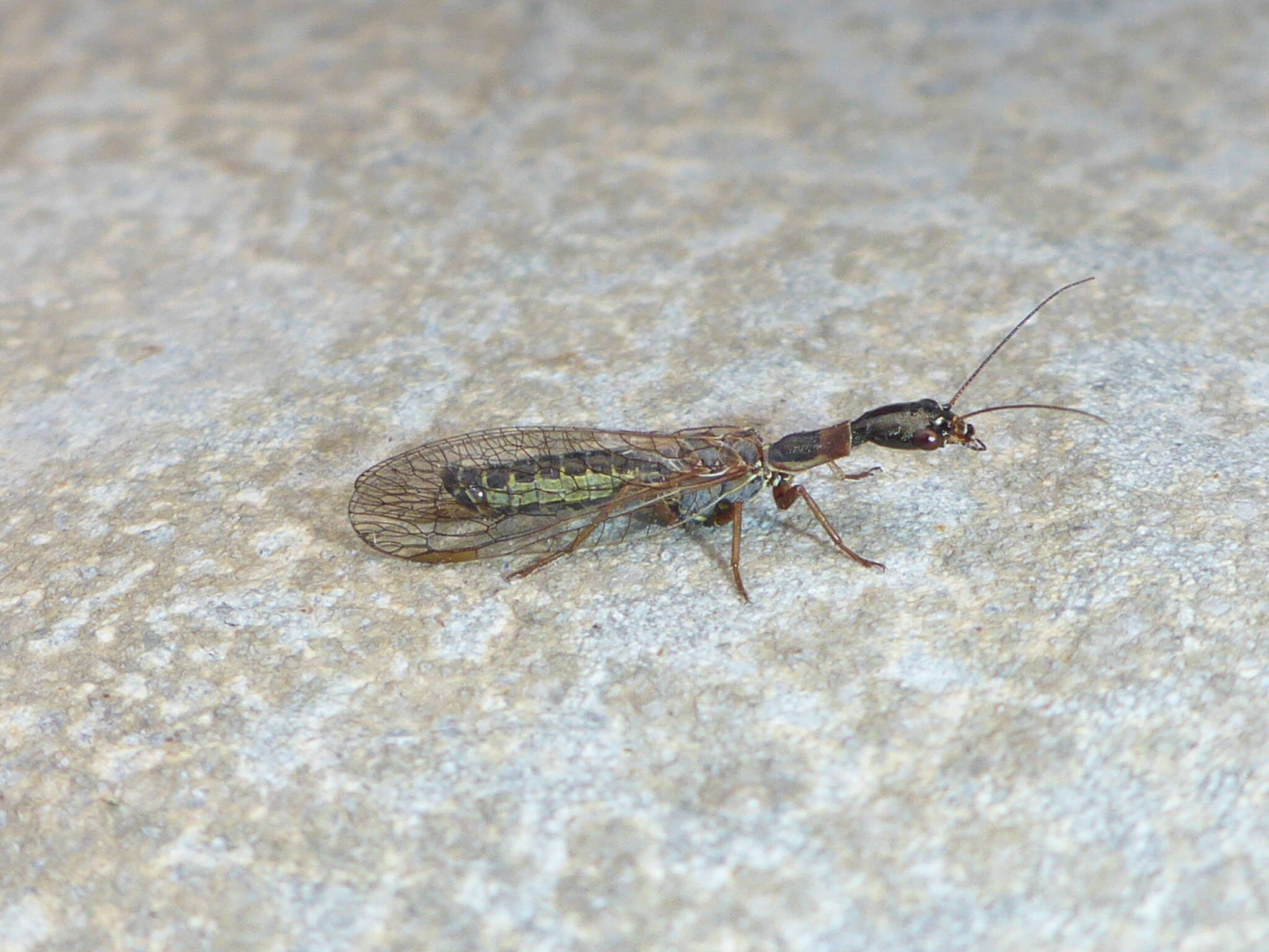 Image of Snakefly