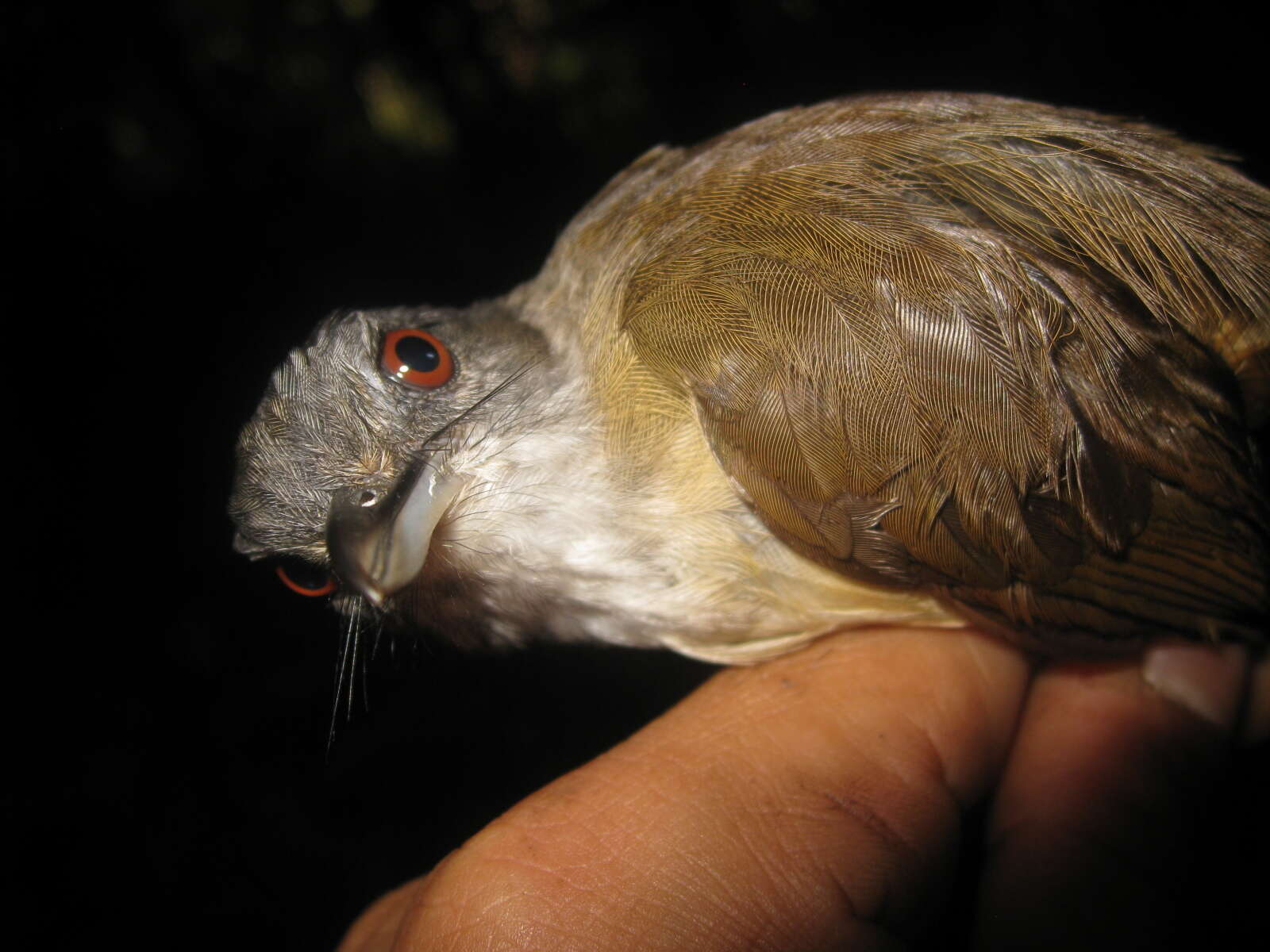 Image of Horsfield's Babbler