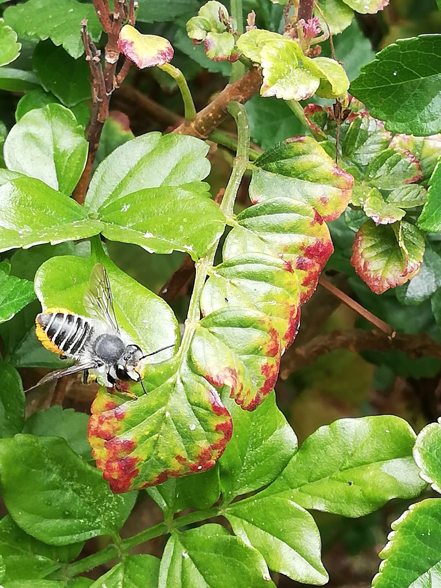 Image of Megachile pollinosa Spinola 1851