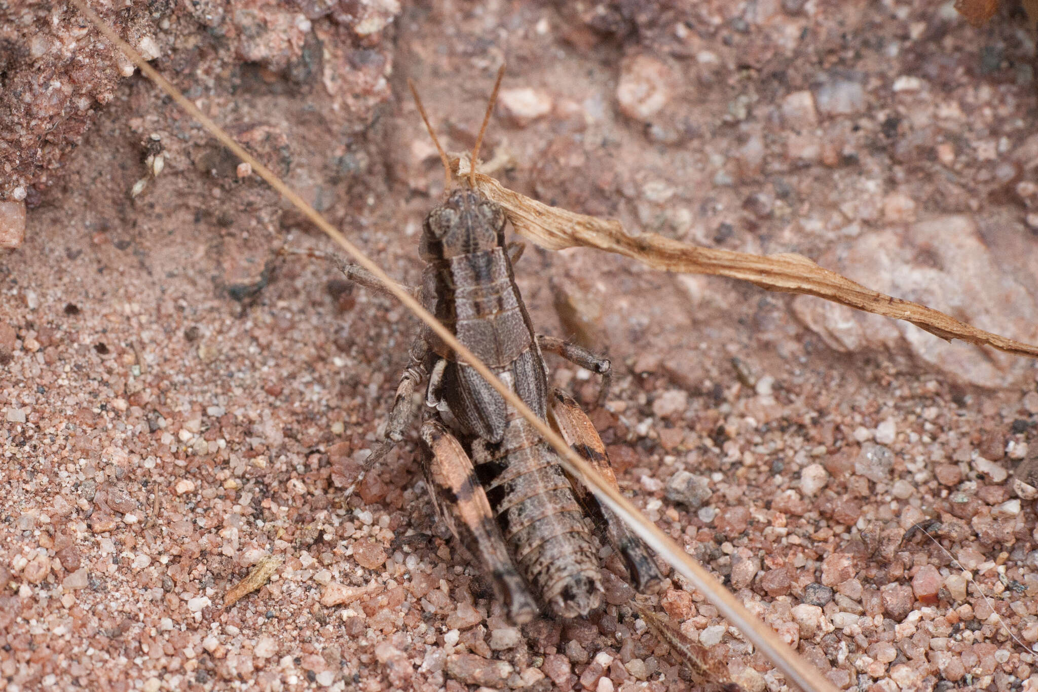 Image of Oedaleonotus tenuipennis (Scudder & S. H. 1897)