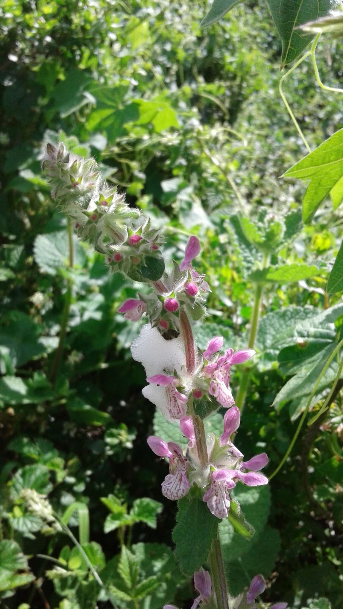 Image of bugle hedgenettle