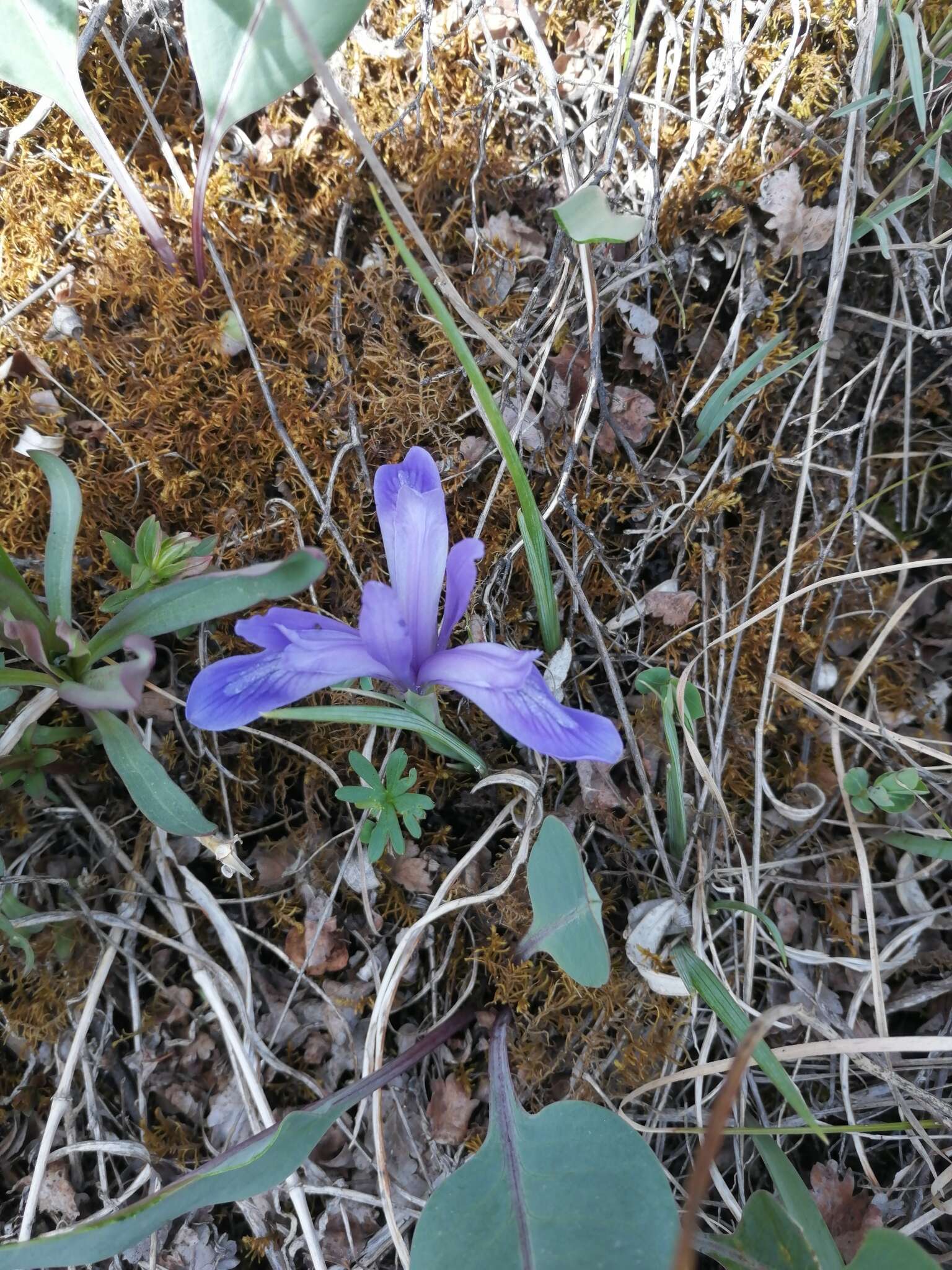 Imagem de Iris ruthenica Ker Gawl.